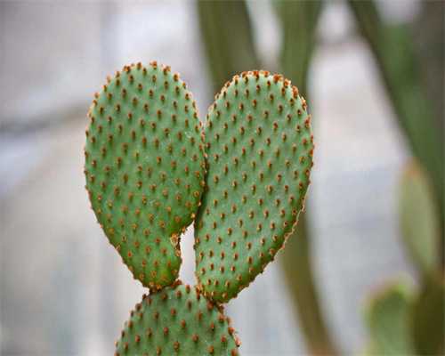 亮丙瑞林有什么作用？亮丙瑞林适合哪些人？